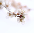 Flowers an apricot