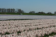 Dutch Floral industry, hyacints in a field
