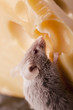 Mouse vs. cheese