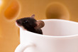 Mouse in a cup