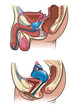 Human reproductive system in vector