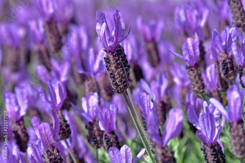 purple vs lavender