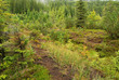 Piller Moor - Piller Swamp 15
