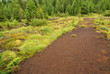 Piller Moor - Piller Swamp 16