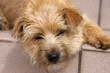 puppy dog. mongrel dog