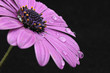 Osteospermum Fruticosum