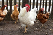 cock