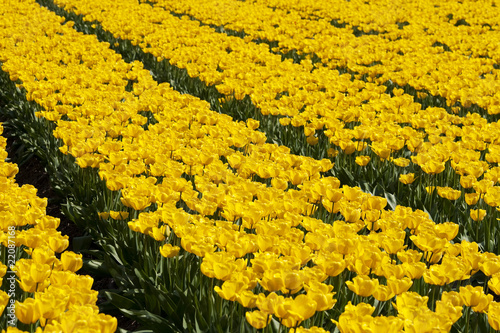 Photo: Yellow tulips Yellow tulips