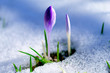 blume, schnee