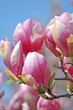 magnolia