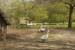 Geese