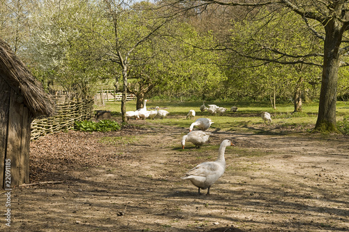 Photo: Geese Geese