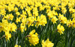 Field of blooming daffodils in early spring in a park