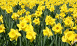 Field of blooming daffodils in early spring in a park