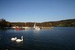 swans on the lake - cumbria UK
