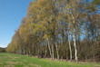 Birkenreihe an einer Wiese im Frühling