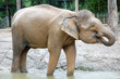 a big elephant eating at the pond a big elephant eating at the pond