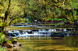 Stream in the forest Stream in the forest