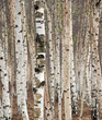 Birch trees in spring
