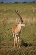 Antilope