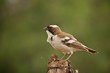afrikanischer Vogel Afrika Kenia