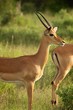 Antilope