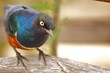 Vogel Afrika Portrait