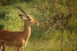 Antilope