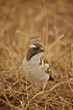 afrikanischer Vogel Afrika Kenia