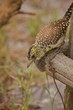 afrikanischer Vogel Futtersuche