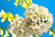 cherry blossom cherry blossom