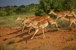 Antilopen Afrika Kenia