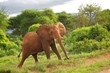 Elefant