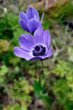 Blue Poppy Anemones (anemone coronaria)