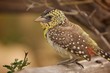 Vogel Afrika Portrait