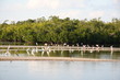 sanibel island birds 1