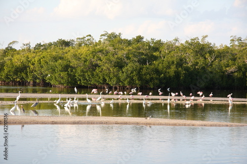 Photo: sanibel island birds 1 sanibel island birds 1