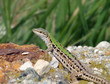 lizard02
