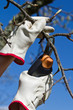 Gardening, pruning.