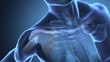 Focused on human arm bones