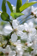 Cherry blossom