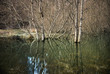 Trees in a swamp