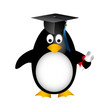 graduation penguin graduation penguin