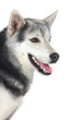 Adorable siberian dog