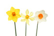 Three daffodils in a line