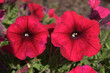 Rote Petunien