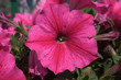 Rote Petunien