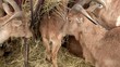 eating goat