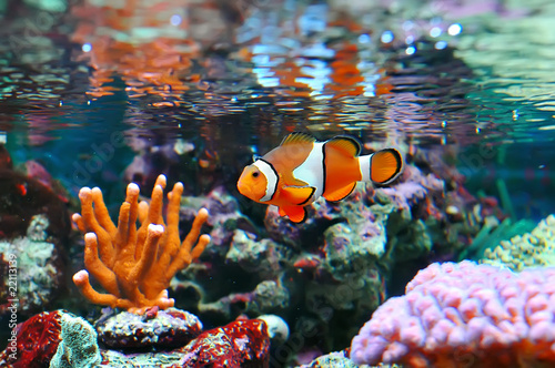 Photo: Ocellaris clownfish Ocellaris clownfish