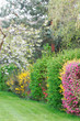 haie de jardin haie de jardin